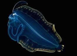 The Coolest See Through Ocean Animals Deep Sea Creatures Deep Sea Life Sea Creatures