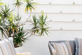 Check spelling or type a new query. 20 Best Tall Plants For Container Gardens