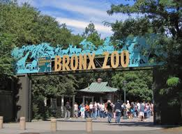 Camel rides can hold up to three participants per ride. Bronx Zoo Wikipedia