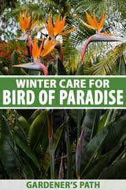 In cold climates (north of zone 6), perennials need winter protection, especially if you live in an area with repeated freeze and thaw cycles. How To Overwinter Bird Of Paradise Plants Gardener S Path