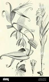 Image result for Littonia modesta