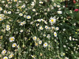 Image result for Vernonia amblyolepis