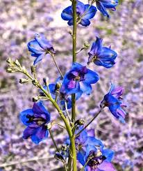 Check spelling or type a new query. 8 Most Long Lasting Flowers To Decorate Your Home