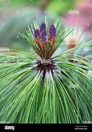 Image result for Pinaceae