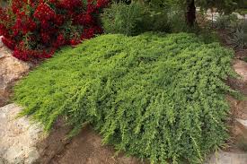 Dwarf Japanese Garden Juniper New Growth Is Light Green In Winter The Foliage Develops A Purple Tint Japanese Garden Hill Garden Ideas Evergreen Landscape