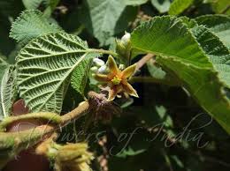 Image result for Grewia villosa