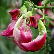 Image result for Sesbania grandiflora