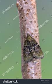 Image result for Cryphia algae