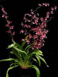 You may have repotted it at a wrong point in its growth cycle and damaged the existing roots in the process. Sherry Baby Orchid Orchids Oncidium Orchids Orchid Plants