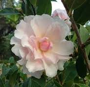 Jury S Pearl Camellia Camellia Plant Camellia Plants