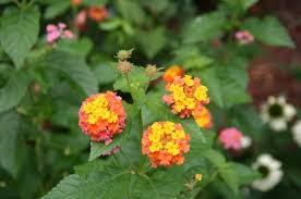 Image result for Lantana angolensis