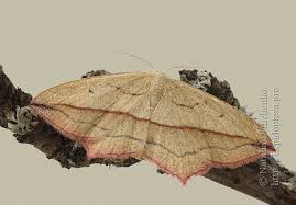 Image result for Timandra comae