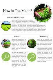 How Is Tea Made The Processing And Production Of True Teas Tea Infographic Tea Facts Health Tea