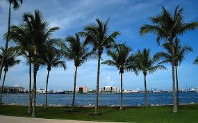 For more information, please call our restaurant directly or submit an online private. The Problem With Palm Trees Bloomberg
