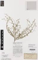 Image result for Microcharis welwitschii