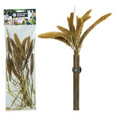 Image result for Setaria italica