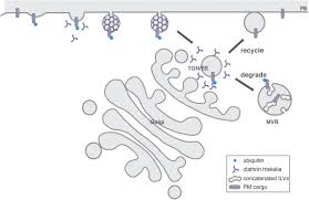 Sometimes, he continues, good rates and contracts can be secured but can the counterparty. Frontiers The Beginning Of The End Initial Steps In The Degradation Of Plasma Membrane Proteins Plant Science