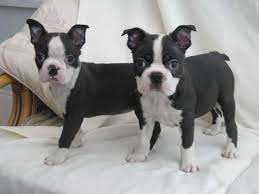 Boston terriers are also sometimes affectionately referred to as bostons. Boston Terrier Puppies For Sale In Colorado Petsidi