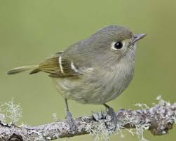 Birds Of The Southwest United States Hutton S Vireo Bird Life List At Swim Two Birds Beautiful Birds