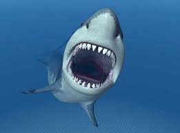 Après avoir analysé leurs clichés d'un requin blanc de six mètres de long, des chercheurs sont parvenus à une mystérieuse conclusion : Top 10 Des Requins Les Plus Dangereux Pour L Homme