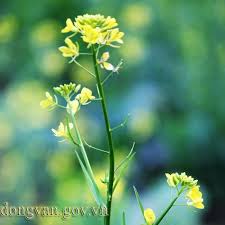 Image result for hoa cai images