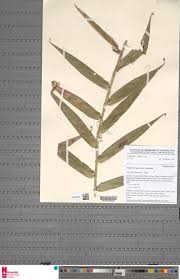 Image result for Neoholstia tenuifolia