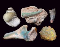 Dinosour bones 2d / cartoon dinosaur skeleton. Scientists And Miners Team Up To Preserve Opalized Fossils Science Smithsonian Magazine