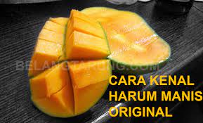 Rahasia menanam mangga harum manis cepat berbuah lebat dan besar. Cara Kenal Buah Mangga Harum Manis Yang Asli Some Bullet For Your Head