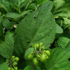 Image result for Solanum scabrum