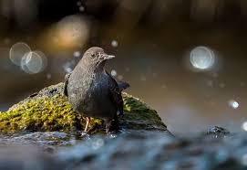 Gallery: A Sparkling Moment with an American Dipper