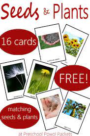 Seed Plant Matching Game Free Printable Seeds Preschool Plant Activities Plants Kindergarten