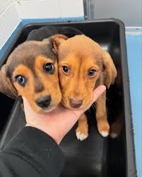 Beagles and Bentleys added a new photo.