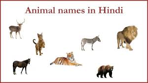Animal Names In Hindi Animals Hindi Moose Art