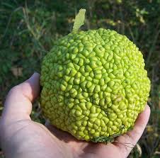 Image result for Maclura africana