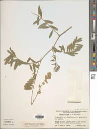 Image result for Tephrosia aequilata