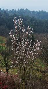 Shop our huge selection of flowering trees online with delivery right to your door. Describing The Almond Blossom Walksweeks