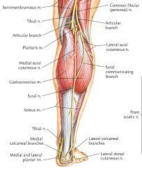 The calf muscle is found at the back of the lower leg and is comprised of three muscles: San Francisco Slopes Stairs Slaughter My Soleus Rayner Smale
