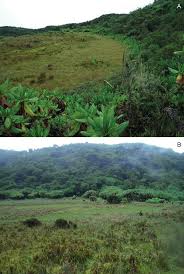 Image result for Pancovia golungensis