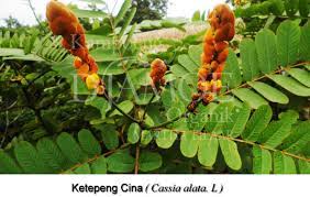 Salah satunya bisa mengobati disfungsi ereksi. Kampoeng Djamoe Organik Martha Tilaar Group