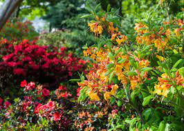 February through march is the best time to see the flowers of yangmingshan national park in full bloom. Gardening Resources And Tips Dallas Arboretum And Botanical Garden