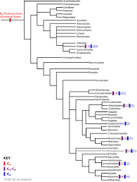 Angiosperm Phylogeny Group Wikipedia