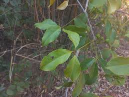 Image result for Ritchiea