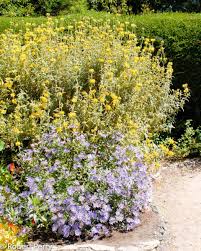 Image result for Phlomis fruticosa