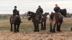 ↑ bylaws of the belgian draft horse corp // belgian draft horse corporation of america. Belgian Draft Horses The Famous Horse Gallop Around The Tiense Berg In Hakendover Youtube