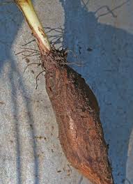 Image result for Duosperma glabratum