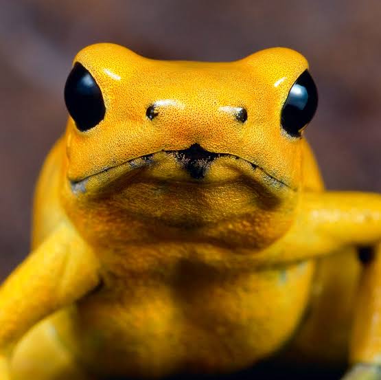 Why Death By A Poison Dart Frog Is One Of The Worst Ways To Die - cover