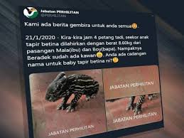 Jika diperhatikan, tidak dapat dinafikan bahawa terlihat baby bump fazura dalam salah satu gambar yang dimuatnaiknya. Ada Cadangan Nama Bayi Tapir Betina Ini