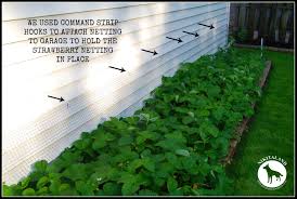 Squash and zucchini like cucumbers, squash and zucchini can become heavy and add stress to the vine they grow on. Use Tomato Cages When Growing Zucchini Nikitaland