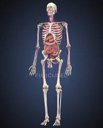 Each are symmetrically paired on a right and left side. Human Skeleton With Organs And Circulatory System Colon Bones Stock Photo 174716714