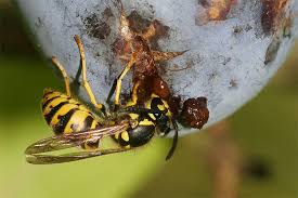 Wenn man jetzt im september ein wespennest entdeckt, nicht gleich vom insektenspray greifen. Umgang Mit Wespen Und Hornissen Kein Grund Zur Panik Nabu